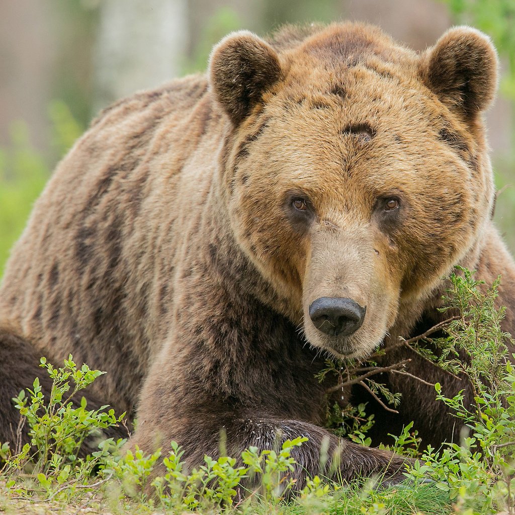 Обои трава, взгляд, медведь, лежит, бурый, grass, look, bear, lies, brown разрешение 2048x1442 Загрузить