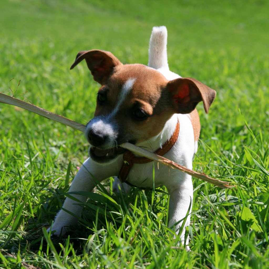 Обои собака, щенок, игра, палка, джек-рассел-терьер, dog, puppy, the game, stick, jack russell terrier разрешение 3888x2592 Загрузить