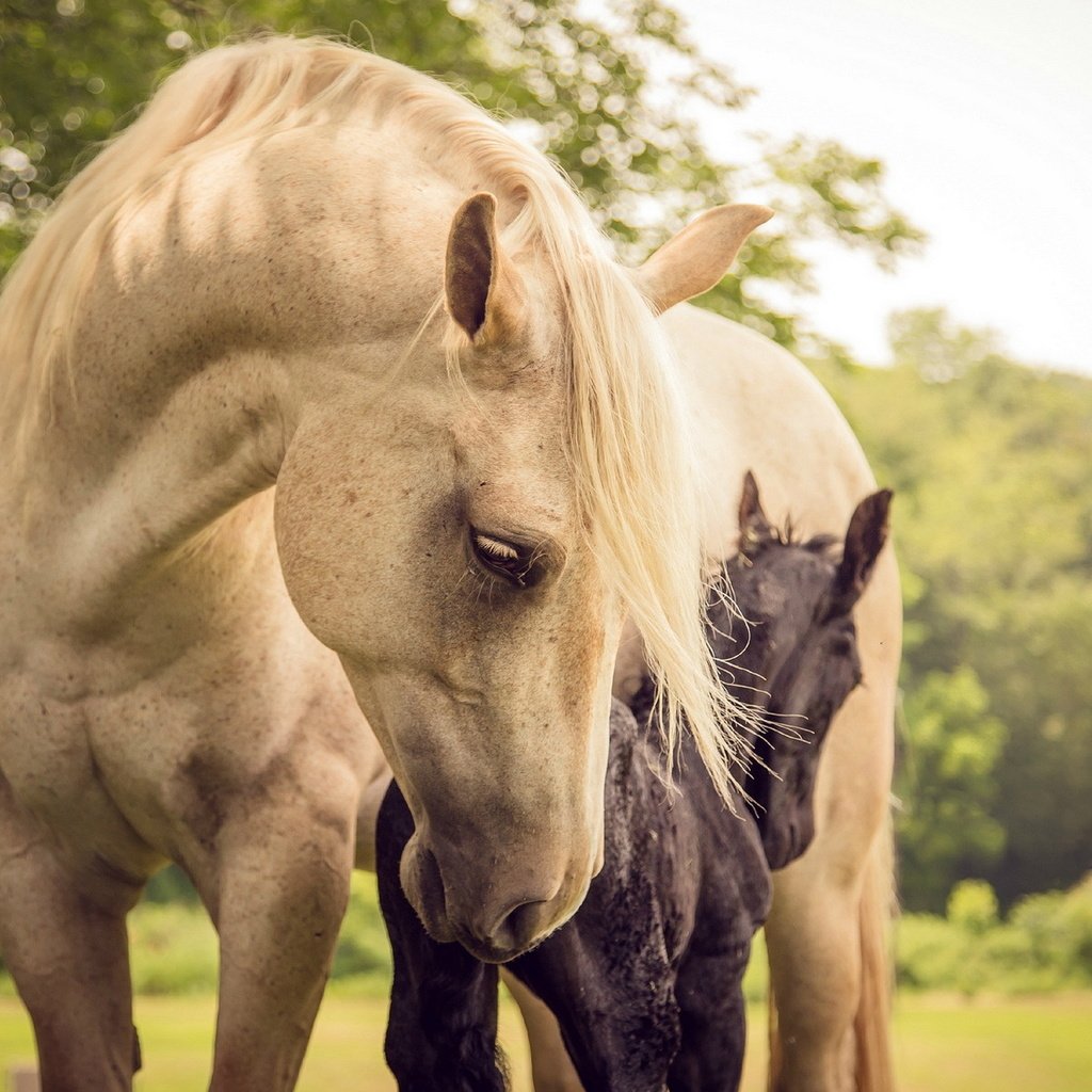 Обои природа, лето, лошади, кони, nature, summer, horse, horses разрешение 1920x1200 Загрузить