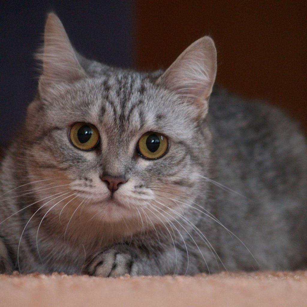 Обои глаза, кот, кошка, серый, eyes, cat, grey разрешение 1920x1200 Загрузить
