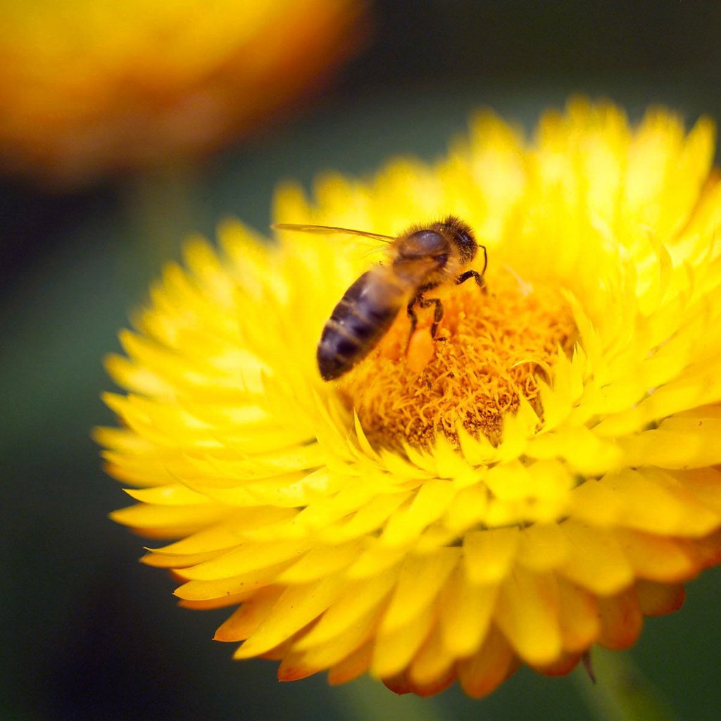 Обои желтый, макро, насекомое, цветок, пчела, yellow, macro, insect, flower, bee разрешение 1920x1200 Загрузить