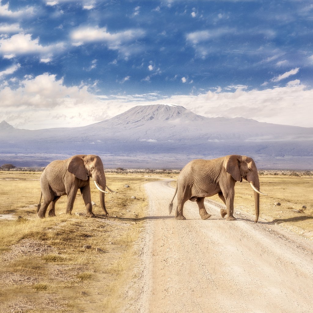 Обои дорога, горы, пейзаж, слоны, road, mountains, landscape, elephants разрешение 3840x2160 Загрузить