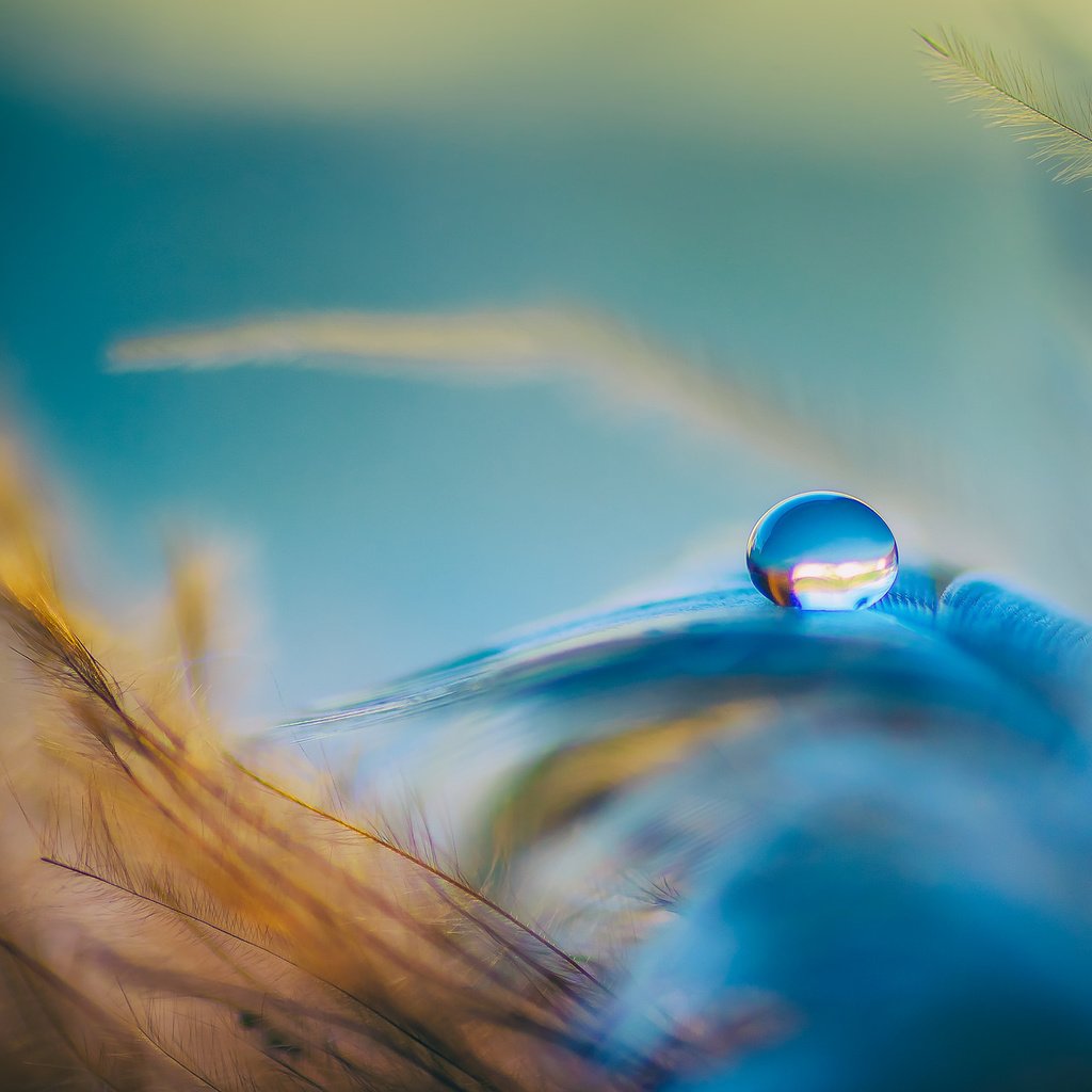 Обои вода, голубой, оранжевый, перья, перо, капелька, water, blue, orange, feathers, pen, drop разрешение 2048x1270 Загрузить