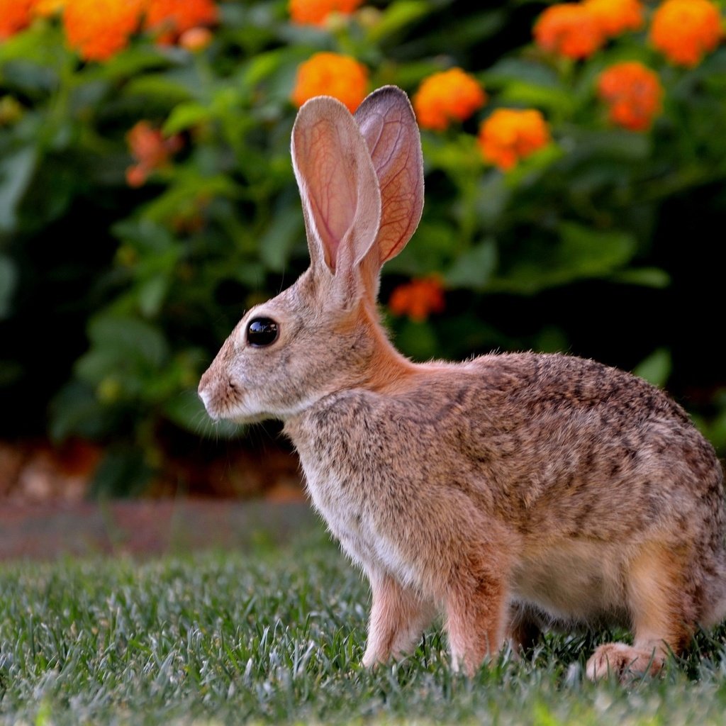 Обои цветы, трава, кролик, зеленая, лужайка, заяц, flowers, grass, rabbit, green, lawn, hare разрешение 2560x1600 Загрузить