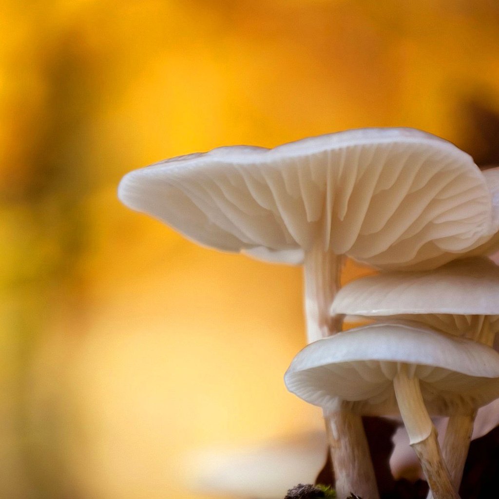 Обои природа, макро, осень, грибы, боке, nature, macro, autumn, mushrooms, bokeh разрешение 1920x1080 Загрузить