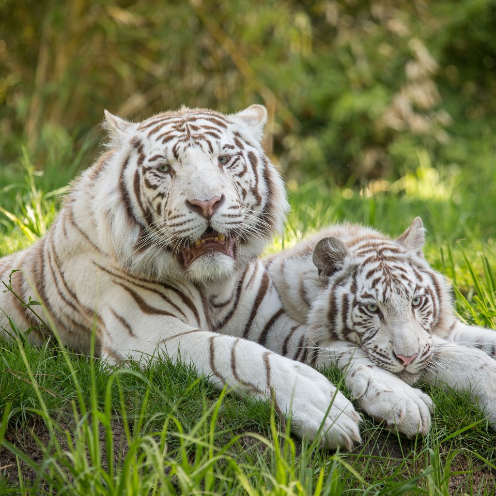 Обои тигр, трава, кошка, пара, отдых, белый тигр, tiger, grass, cat, pair, stay, white tiger разрешение 5184x3456 Загрузить