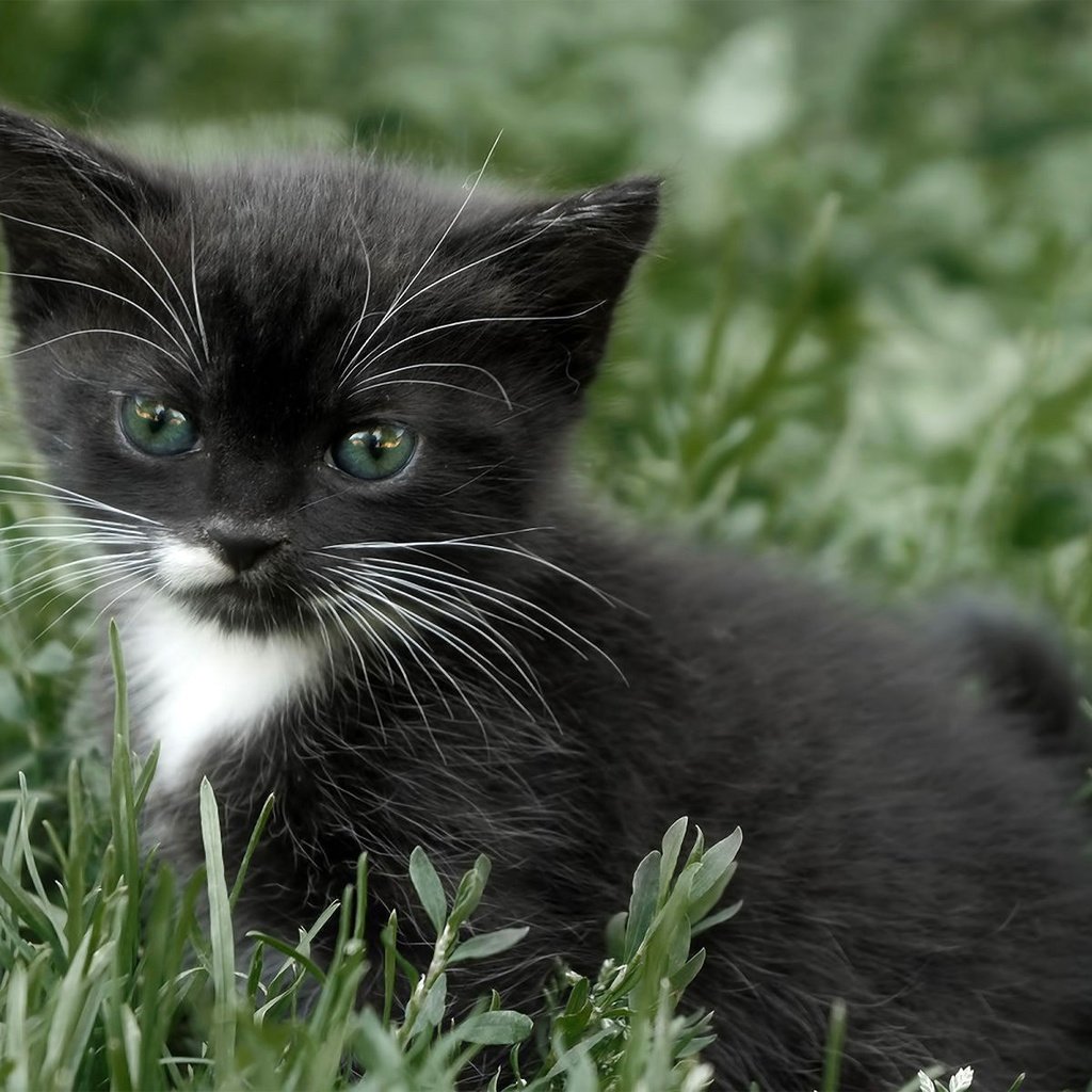 Обои глаза, усы, кошка, взгляд, котенок, eyes, mustache, cat, look, kitty разрешение 1920x1200 Загрузить