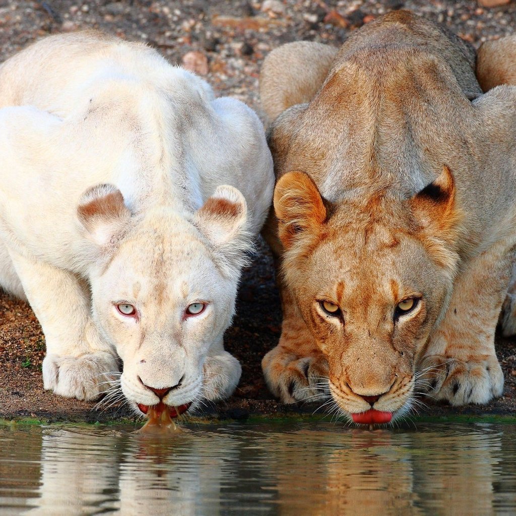 Обои львы, коричневая, белая, водопой, львицы, lions, brown, white, drink, lioness разрешение 1920x1080 Загрузить