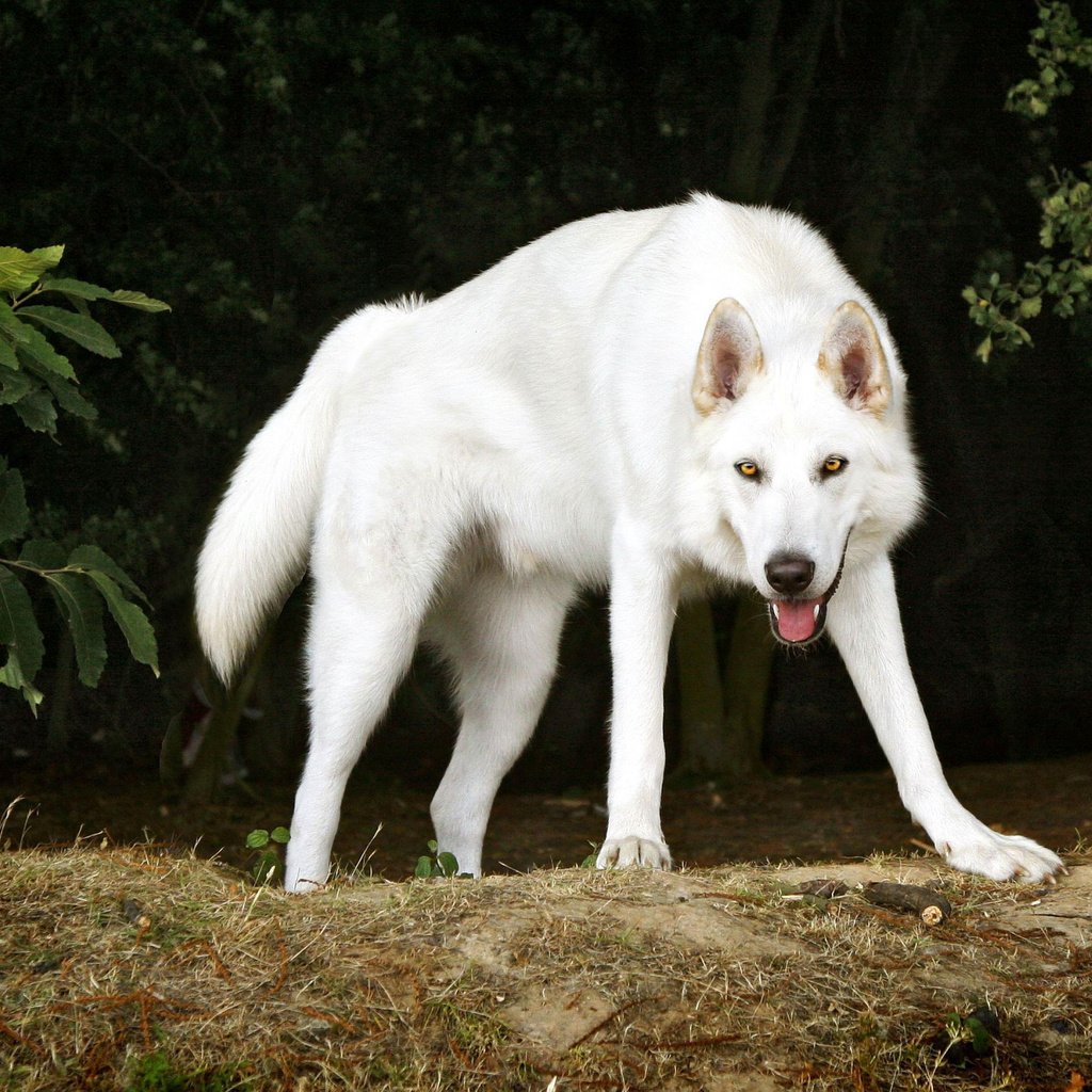 Обои деревья, белый, собака, пес, северный инуит, trees, white, dog, northern inuit разрешение 2560x1600 Загрузить