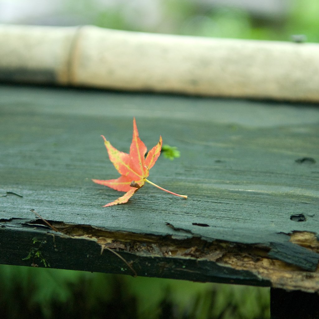 Обои осень, лист, скамейка, кленовый лист, autumn, sheet, bench, maple leaf разрешение 2560x1600 Загрузить