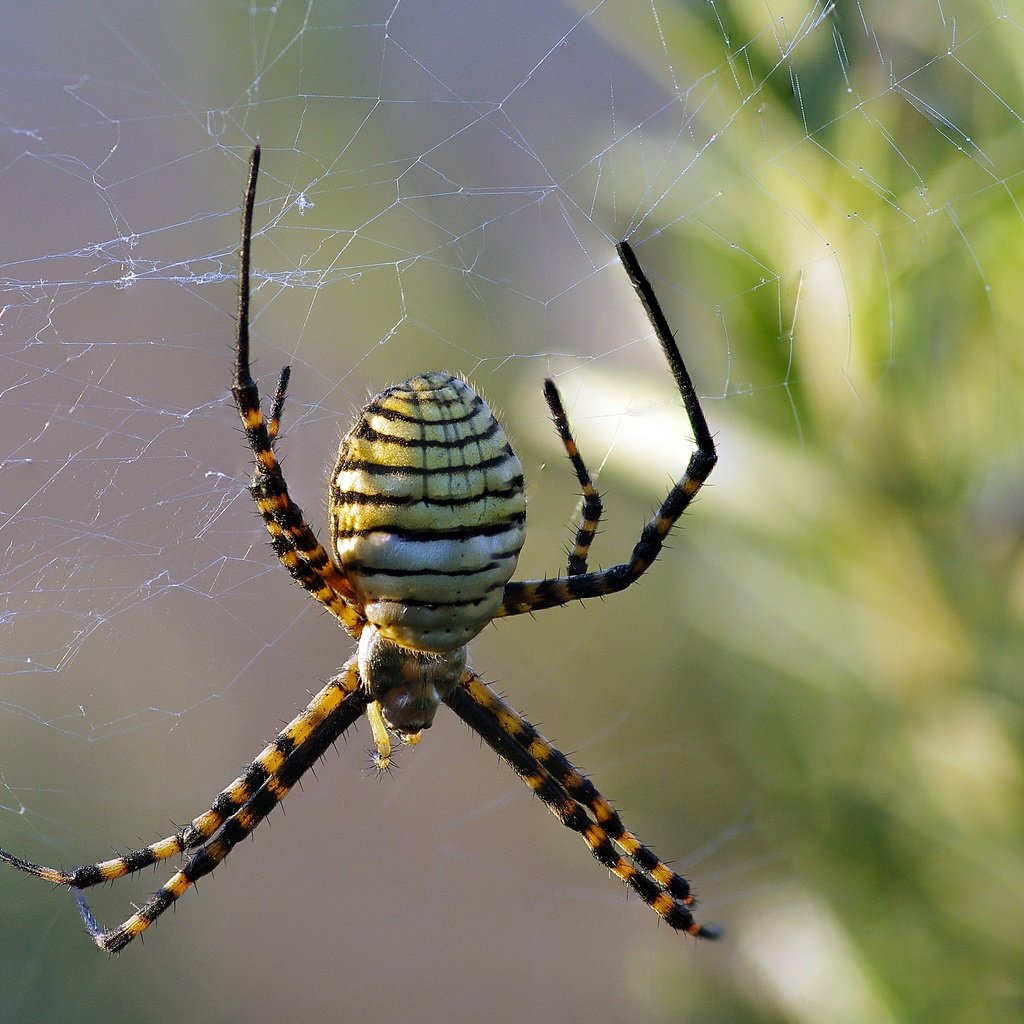 Обои макро, насекомое, паук, паутина, ziva & amir, wasp spider, macro, insect, spider, web разрешение 2880x2178 Загрузить