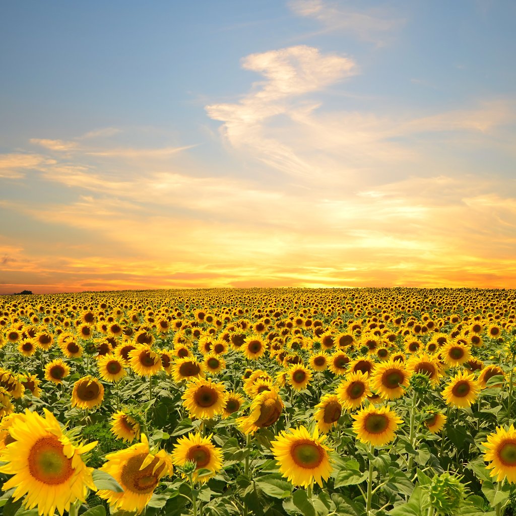 Обои небо, цветы, облака, поле, подсолнухи, the sky, flowers, clouds, field, sunflowers разрешение 4928x3264 Загрузить