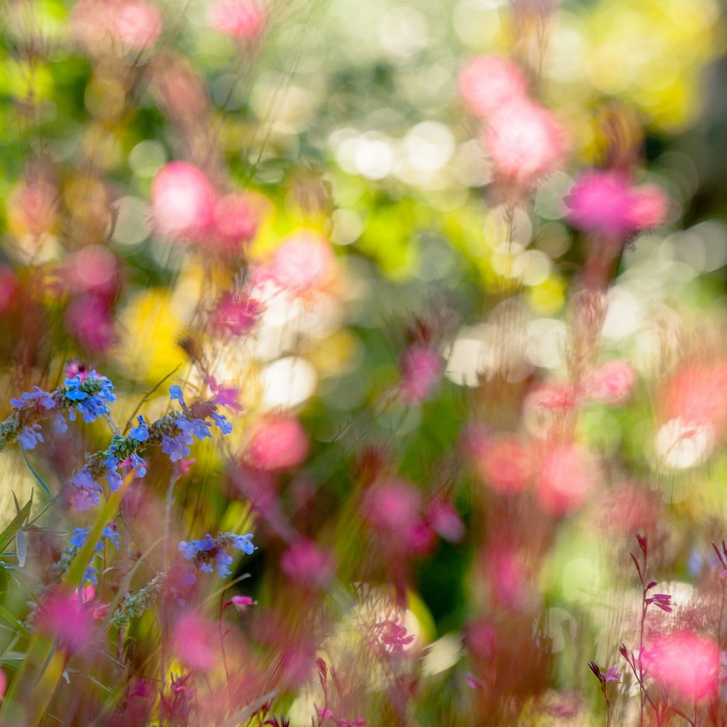 Обои цветы, природа, лето, полевые цветы, боке, flowers, nature, summer, wildflowers, bokeh разрешение 2048x1185 Загрузить