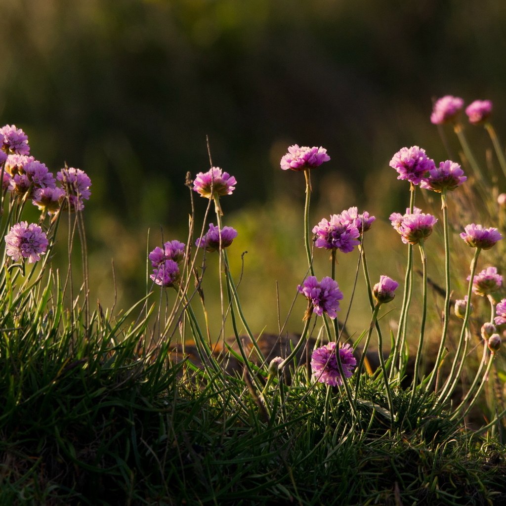 Обои цветы, трава, природа, полевые цветы, armeria, армерия, flowers, grass, nature, wildflowers, thrift разрешение 2560x1440 Загрузить