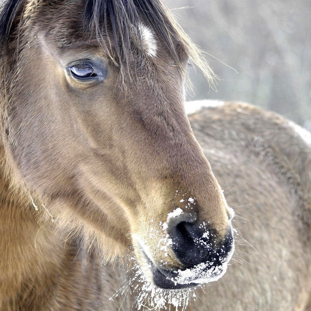 Обои морда, лошадь, снег, природа, зима, конь, грива, face, horse, snow, nature, winter, mane разрешение 1920x1080 Загрузить