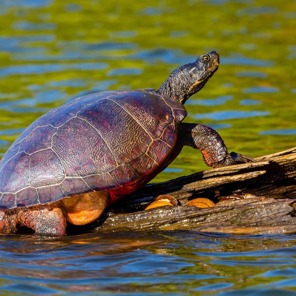 Обои вода, природа, черепаха, панцирь, коряга, water, nature, turtle, shell, snag разрешение 2048x1325 Загрузить