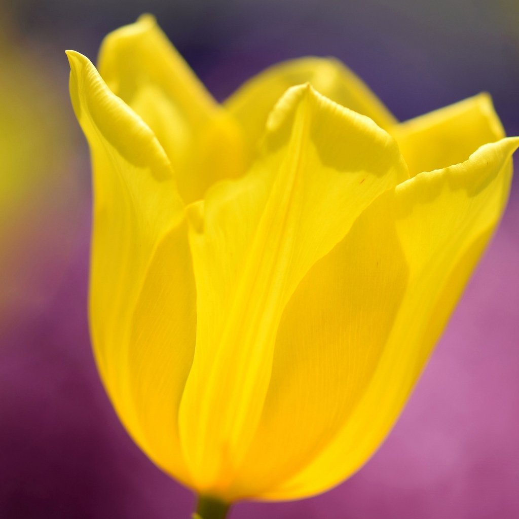 Обои желтый, макро, цветок, весна, тюльпан, yellow, macro, flower, spring, tulip разрешение 2048x1336 Загрузить