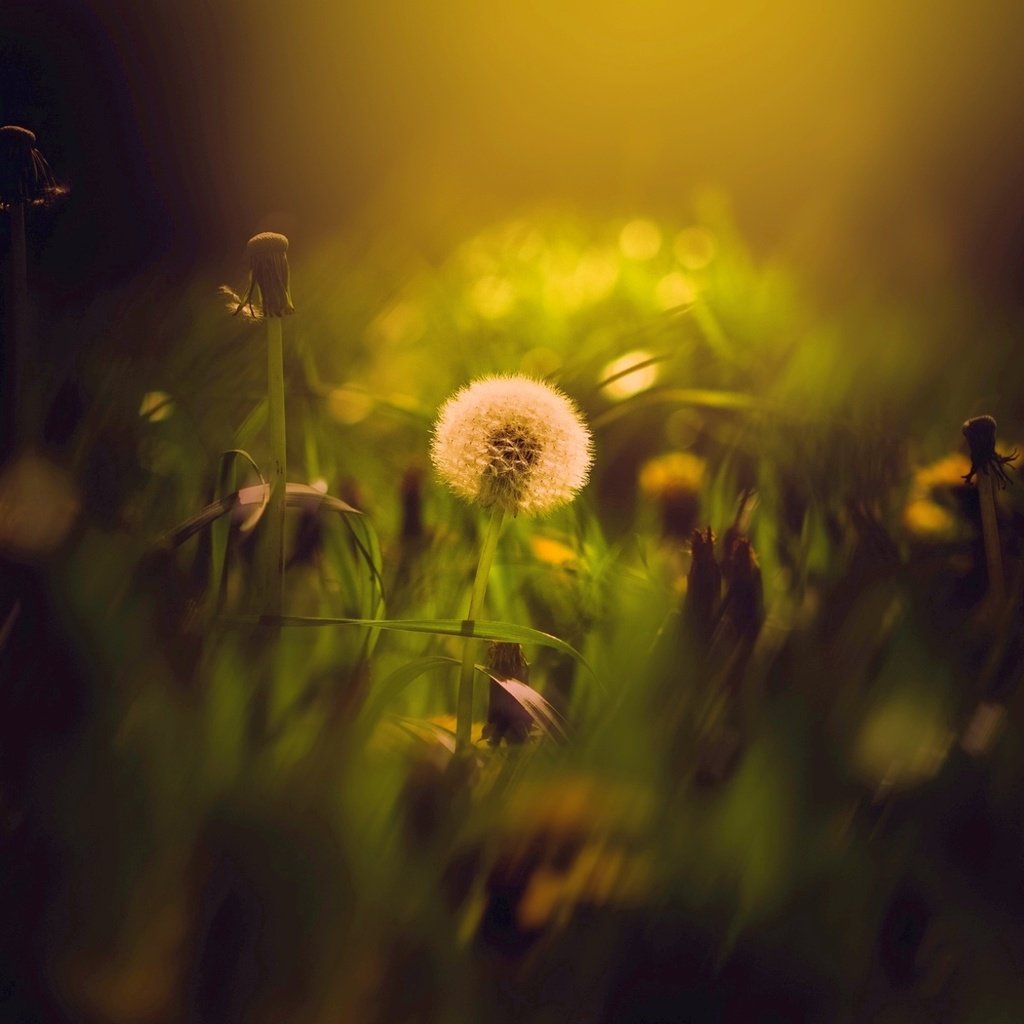 Обои цветы, трава, луг, одуванчик, одуванчики, боке, flowers, grass, meadow, dandelion, dandelions, bokeh разрешение 1938x1324 Загрузить