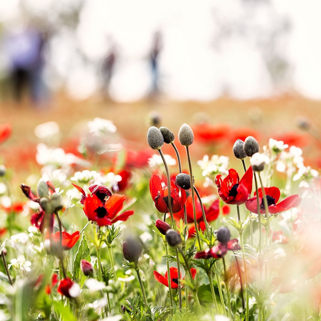 Обои цветы, природа, поле, маки, луг, flowers, nature, field, maki, meadow разрешение 2048x1365 Загрузить