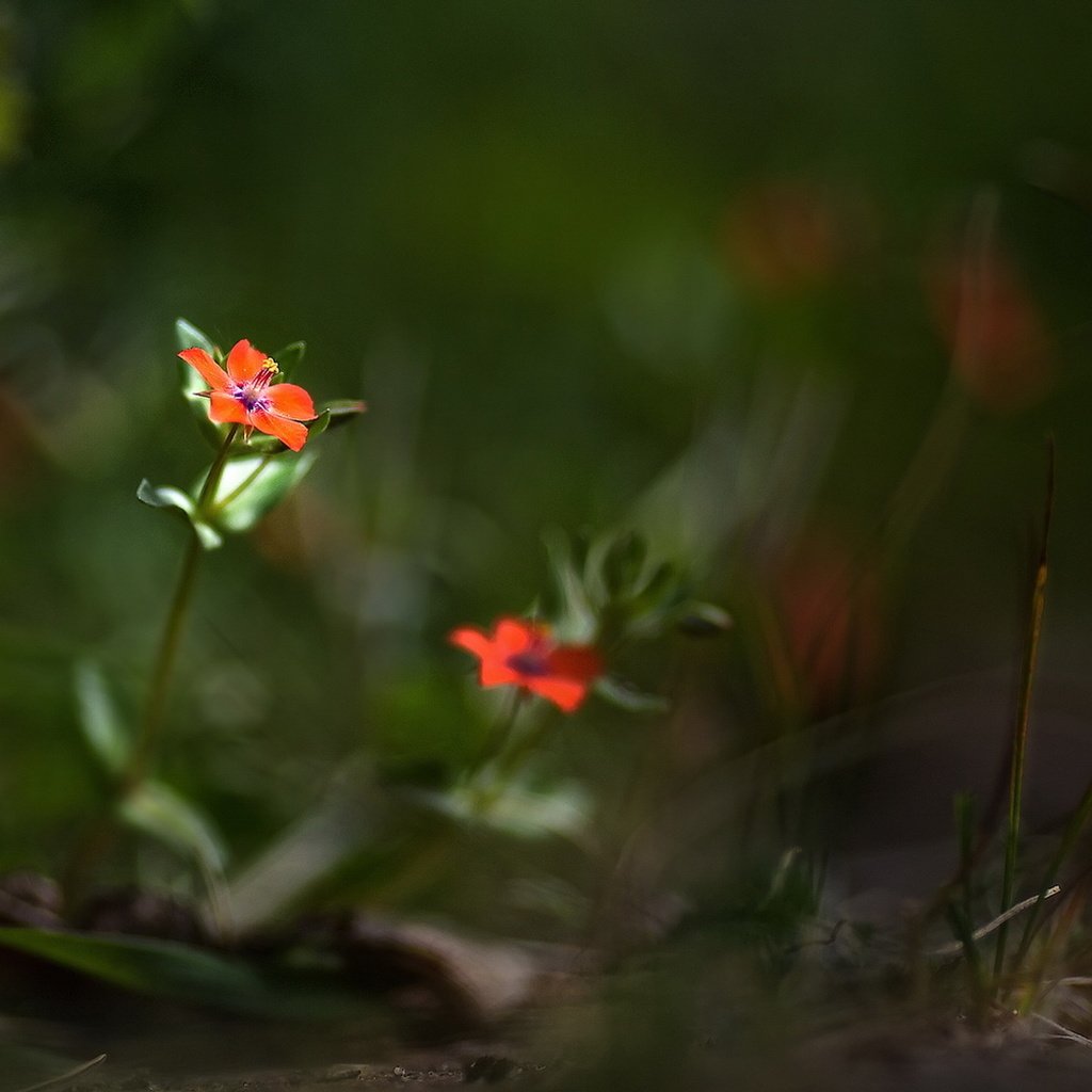 Обои цветы, природа, лето, лепестки, размытость, боке, flowers, nature, summer, petals, blur, bokeh разрешение 1920x1094 Загрузить