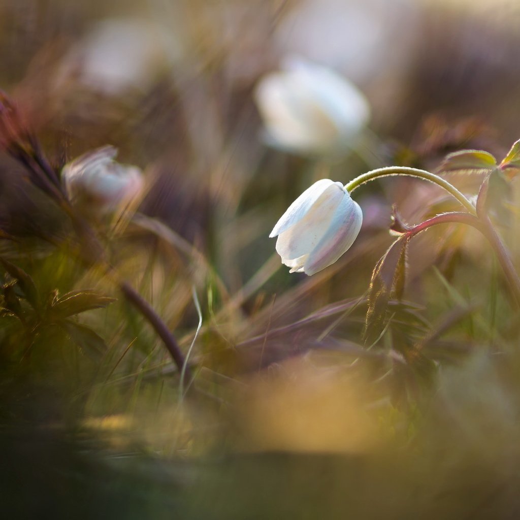 Обои трава, природа, цветок, grass, nature, flower разрешение 2048x1428 Загрузить