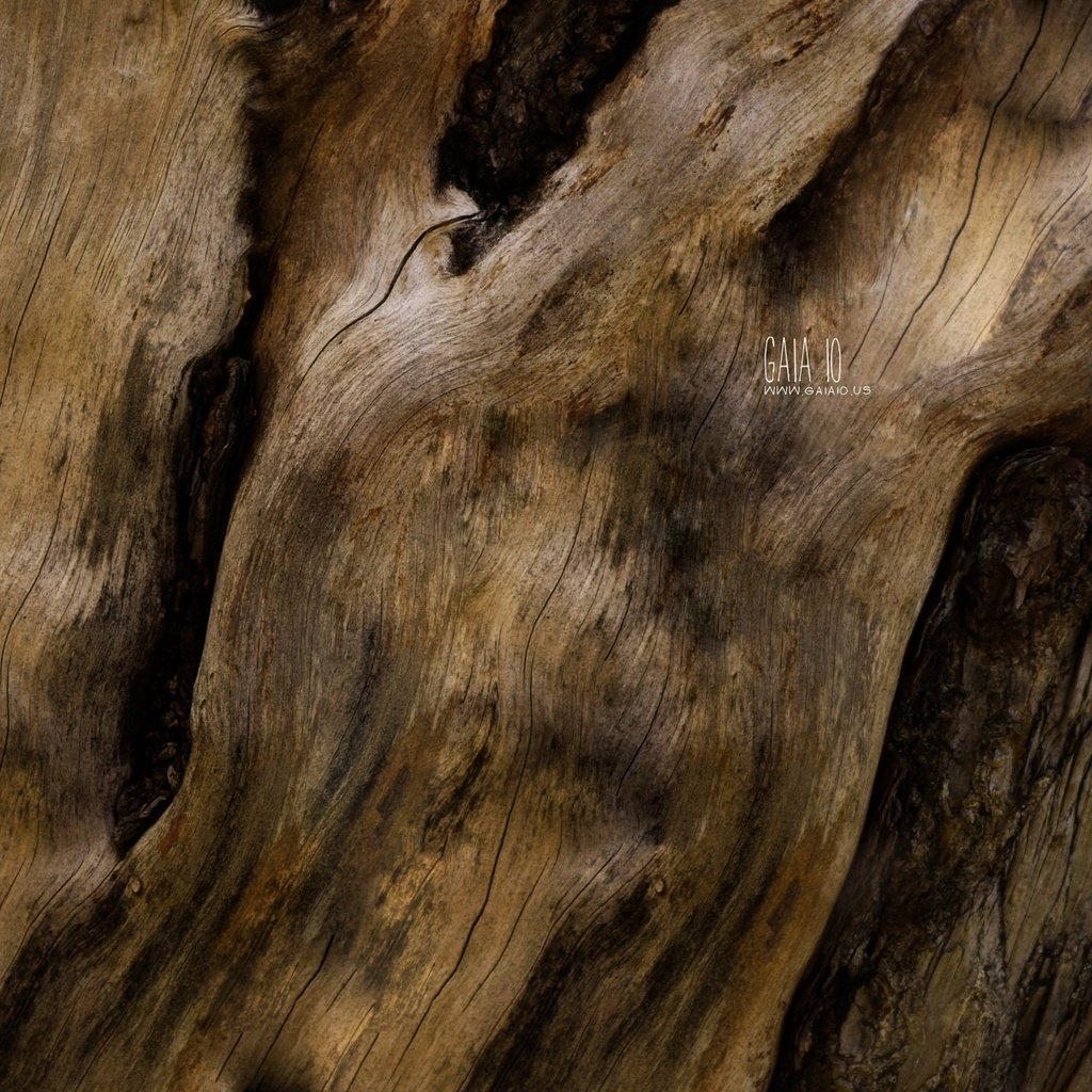 Обои дерево, текстура, макро, фактура, дервео, tree, texture, macro разрешение 2560x1600 Загрузить