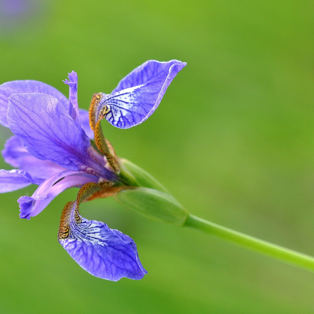 Обои цветы, макро, лепестки, стебель, ирис, flowers, macro, petals, stem, iris разрешение 2048x1360 Загрузить