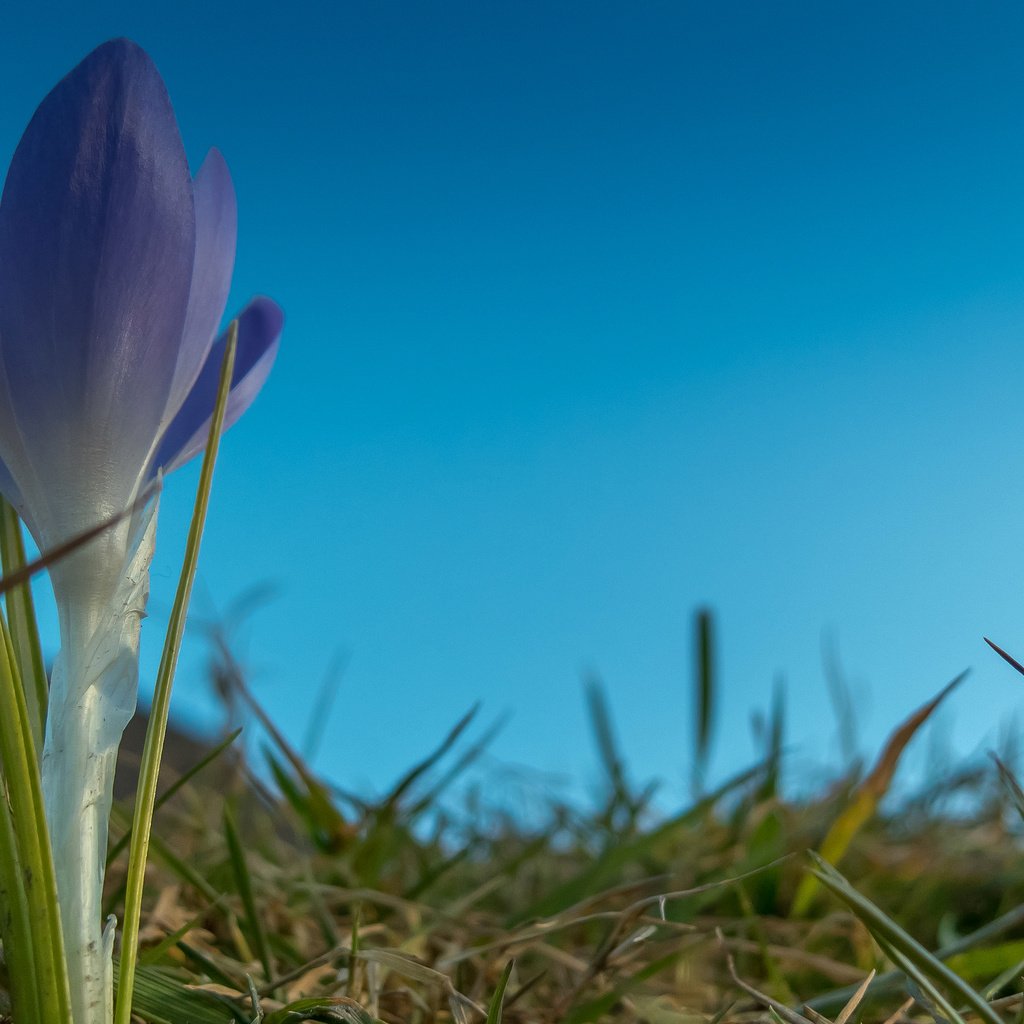 Обои небо, трава, цветок, лепестки, крокус, the sky, grass, flower, petals, krokus разрешение 2048x1413 Загрузить