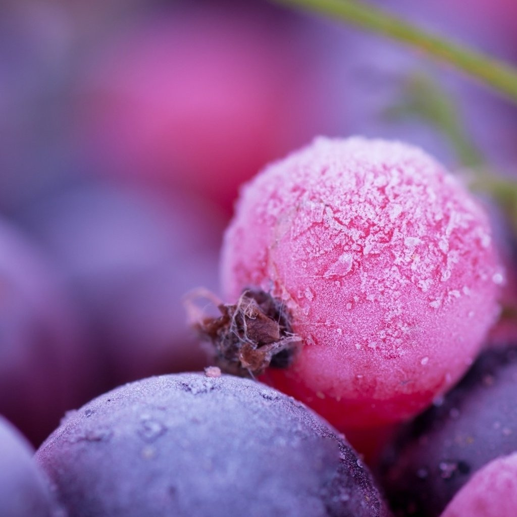 Обои макро, иней, ягоды, смородина, macro, frost, berries, currants разрешение 1920x1200 Загрузить