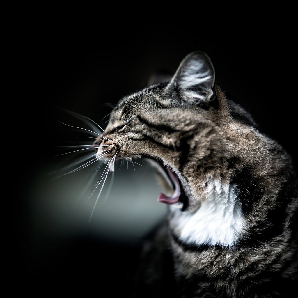 Обои кот, мордочка, кошка, профиль, уши, зевает, cat, muzzle, profile, ears, yawns разрешение 2048x1365 Загрузить