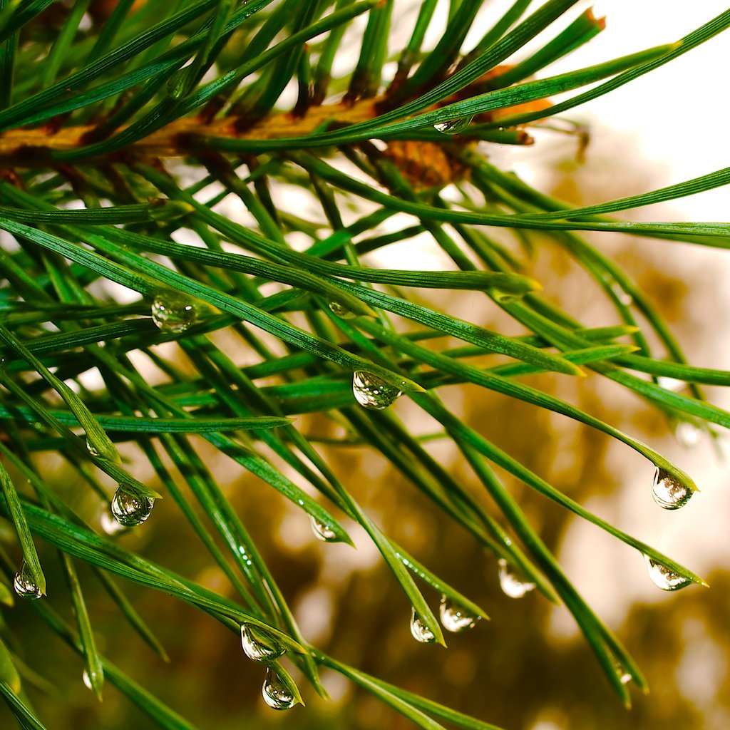 Обои природа, сосна, елка, зелень, хвоя, макро, капли, ель, дождь, nature, pine, tree, greens, needles, macro, drops, spruce, rain разрешение 3098x2065 Загрузить