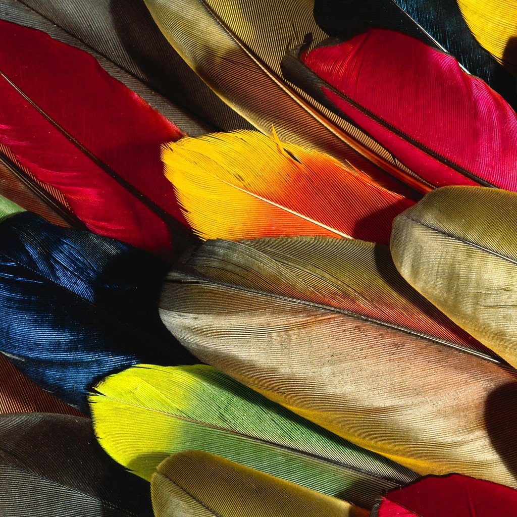 Обои разноцветные, перья, красивые, перо, перышко, colorful, feathers, beautiful, pen, a feather разрешение 1920x1200 Загрузить