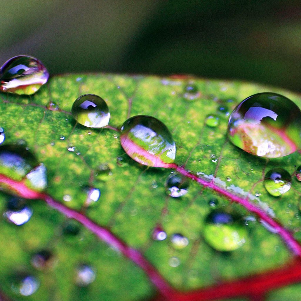 Обои природа, роса, капли, лист, прожилки, капли воды, крупным планом, nature, rosa, drops, sheet, veins, water drops, closeup разрешение 1920x1200 Загрузить