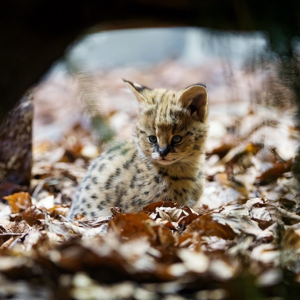 Обои листва, уши, малыш, дикая кошка, детеныш, сервал, кустарниковая кошка, foliage, ears, baby, wild cat, cub, serval, bush cat разрешение 2048x1363 Загрузить