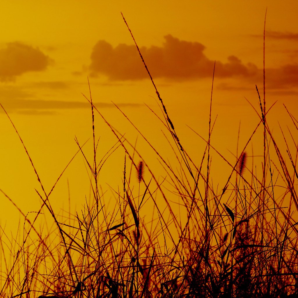 Обои небо, колоски, трава, природа, закат, макро, фон, поле, рассвет, the sky, spikelets, grass, nature, sunset, macro, background, field, dawn разрешение 3072x2048 Загрузить