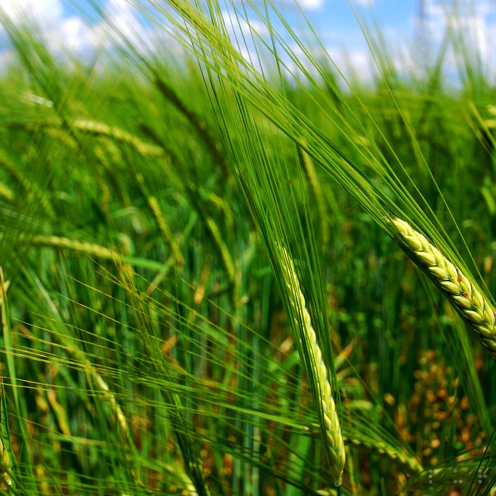 Обои природа, макро, поле, колосья, пшеница, nature, macro, field, ears, wheat разрешение 2560x1600 Загрузить