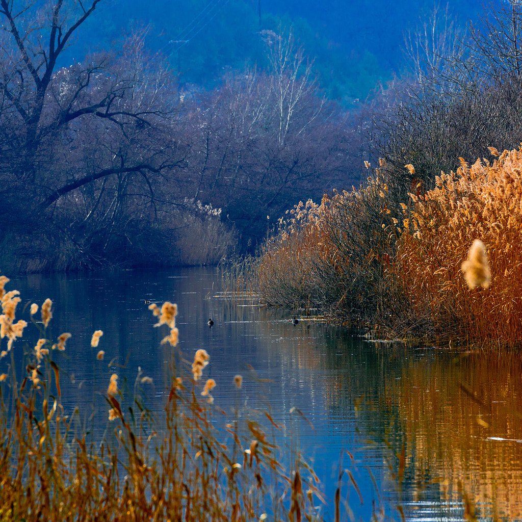 Обои озеро, горы, лес, утки, камыш, lake, mountains, forest, duck, reed разрешение 1920x1080 Загрузить