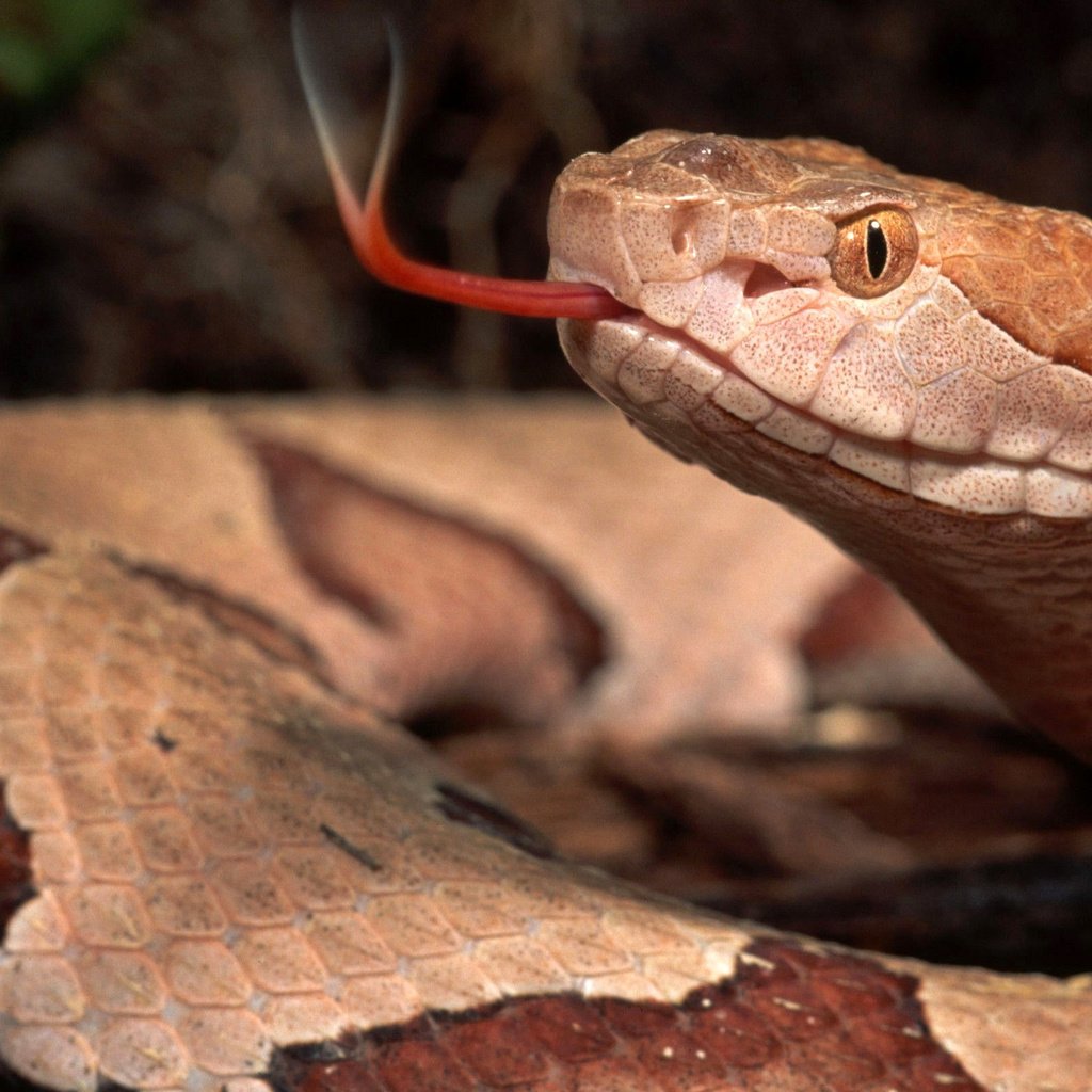 Обои змея, пресмыкающиеся, жало, snake, reptiles, sting разрешение 2560x1600 Загрузить