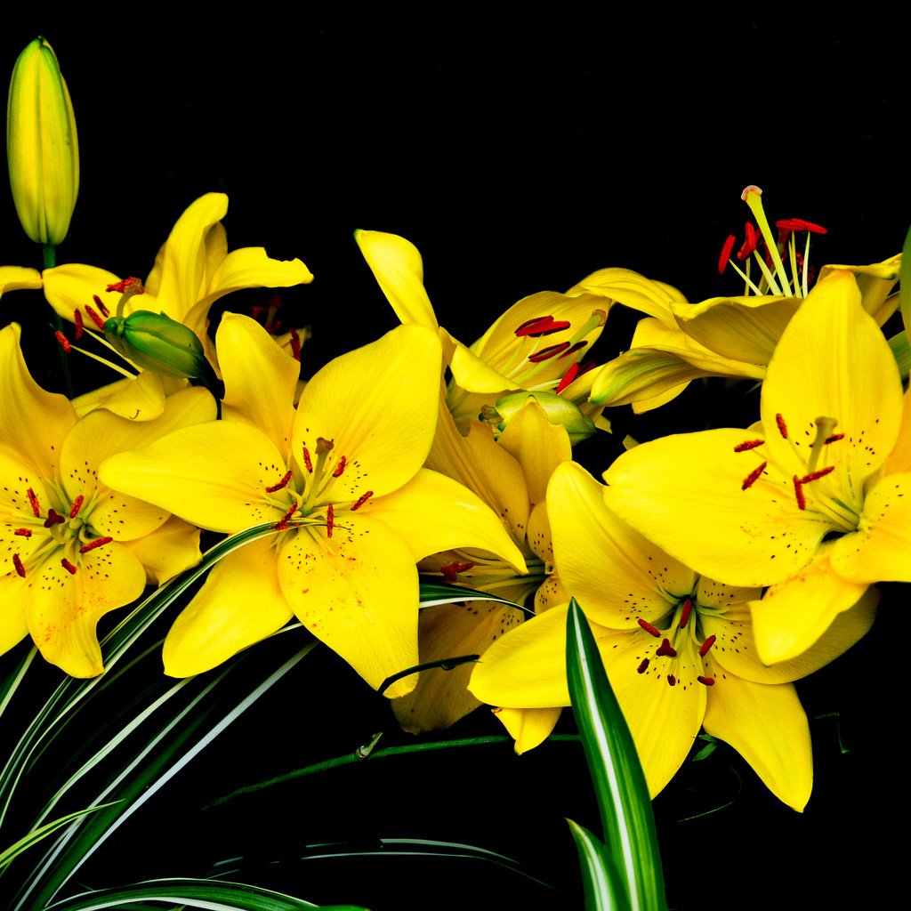 Жёлтый цветок