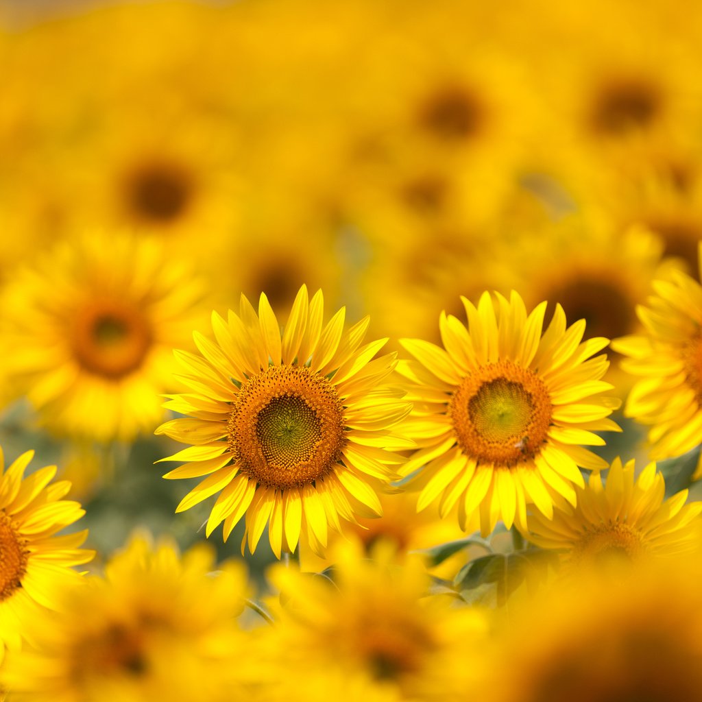 Обои цветы, поле, лепестки, размытость, подсолнухи, желтые, flowers, field, petals, blur, sunflowers, yellow разрешение 5616x3744 Загрузить