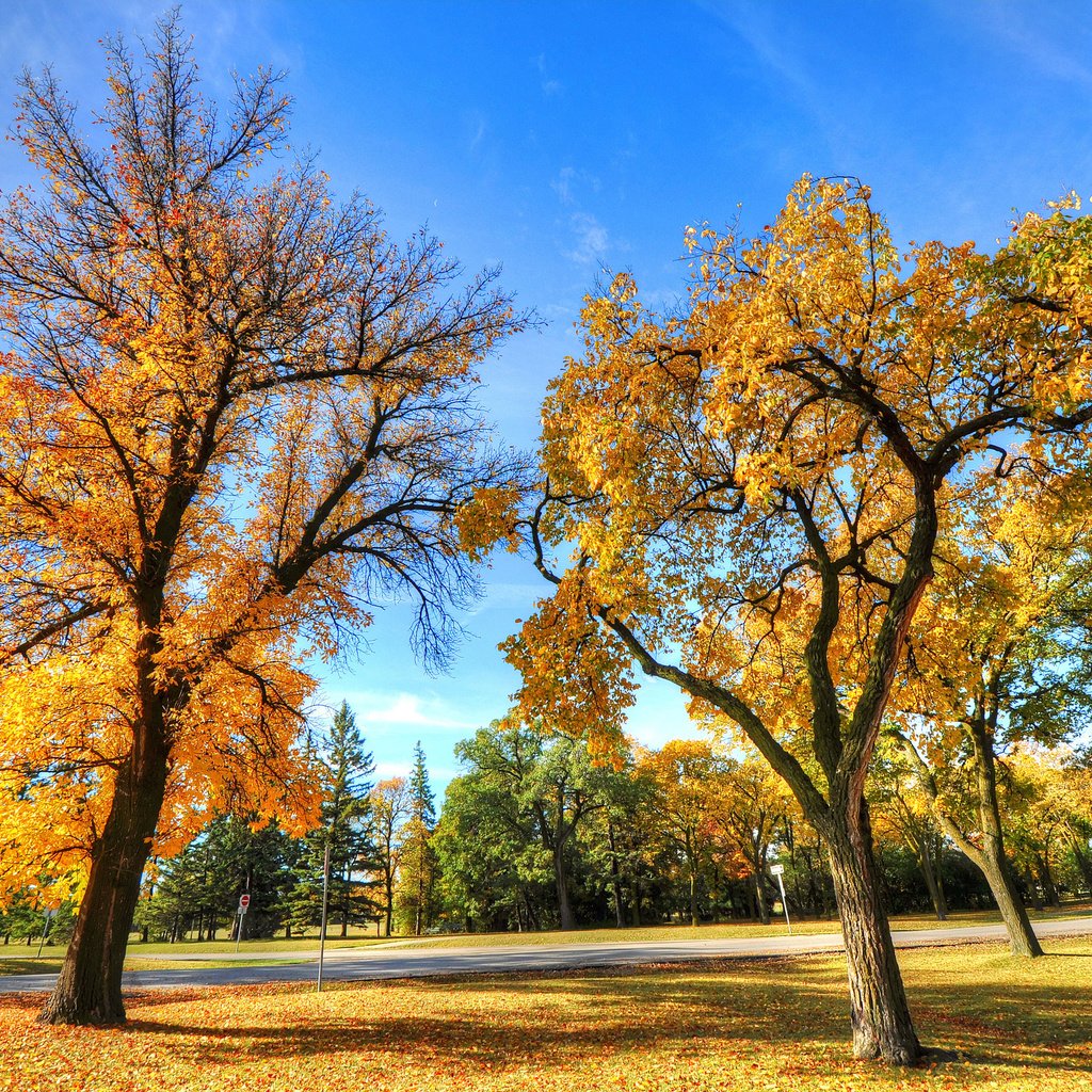 Обои деревья, пейзаж, парк, осень, trees, landscape, park, autumn разрешение 2560x1700 Загрузить