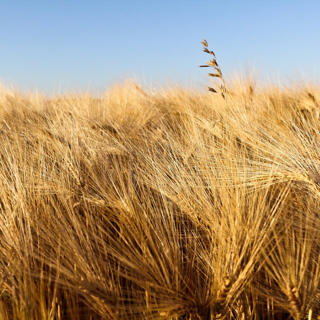 Обои небо, природа, макро, поле, колосья, пшеница, урожай, the sky, nature, macro, field, ears, wheat, harvest разрешение 2560x1600 Загрузить