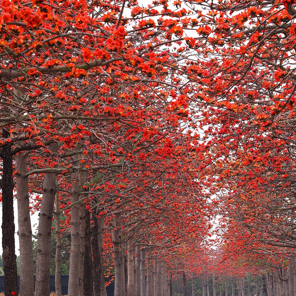 Обои деревья, природа, парк, осень, аллея, trees, nature, park, autumn, alley разрешение 2048x1362 Загрузить