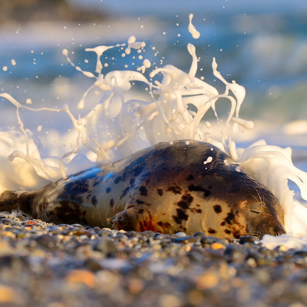 Обои камни, берег, море, животное, пена, тюлень, stones, shore, sea, animal, foam, seal разрешение 2048x1363 Загрузить