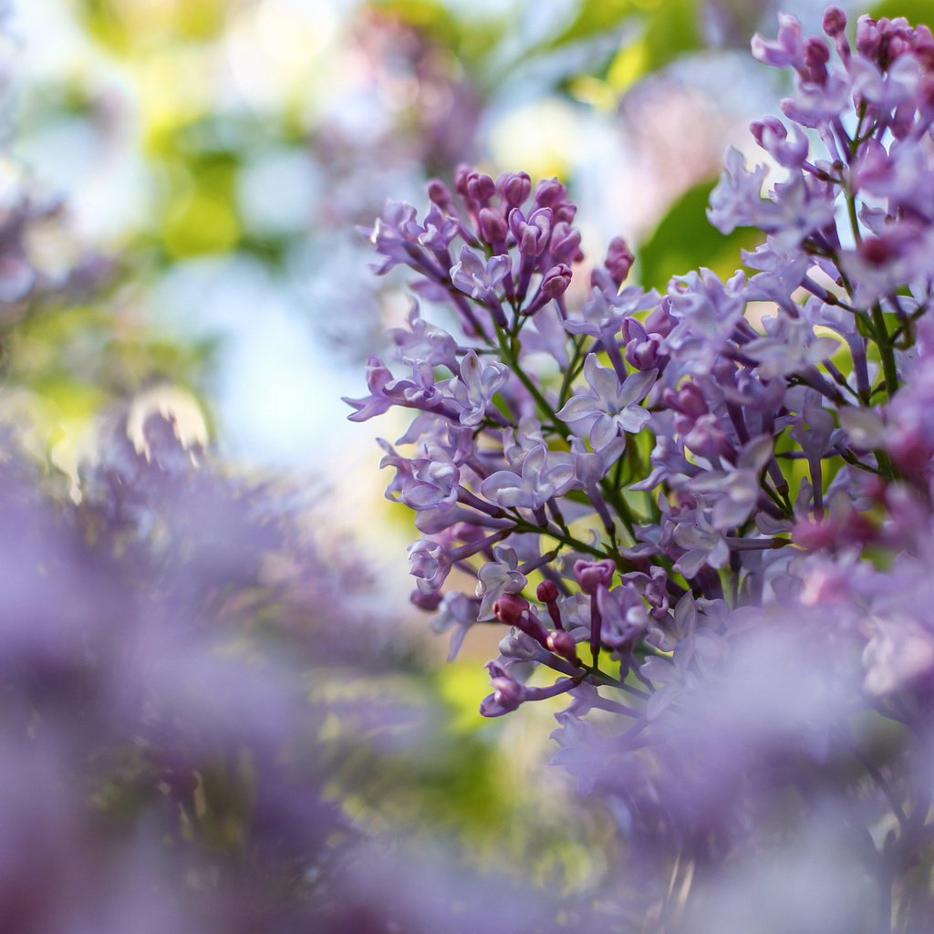 Обои цветы, цветение, ветки, размытость, весна, сирень, flowers, flowering, branches, blur, spring, lilac разрешение 2048x1365 Загрузить