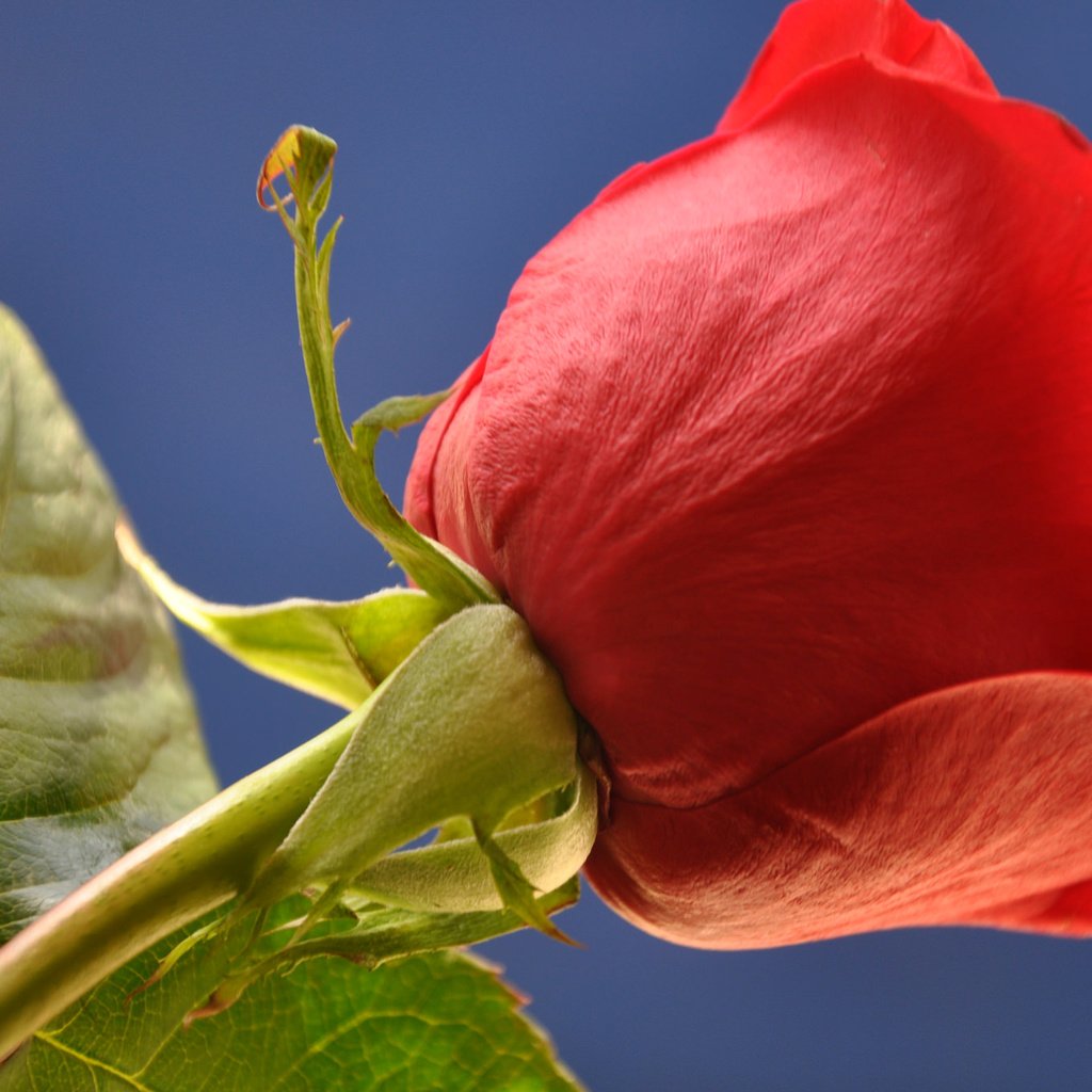 Обои небо, листья, макро, цветок, роза, лепестки, бутон, стебель, the sky, leaves, macro, flower, rose, petals, bud, stem разрешение 2048x1360 Загрузить