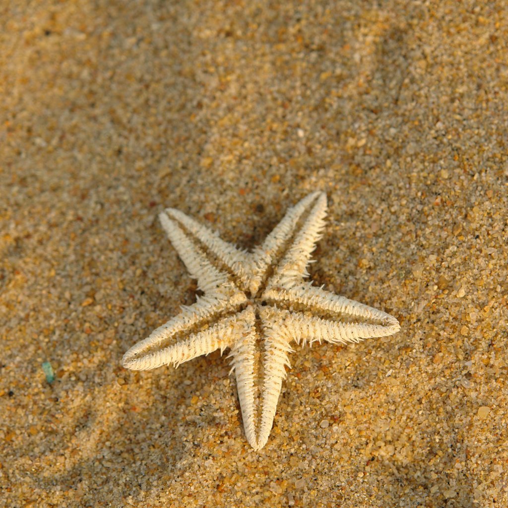 Обои макро, песок, сухая, морская звезда, подводный мир, macro, sand, dry, starfish, underwater world разрешение 1920x1200 Загрузить