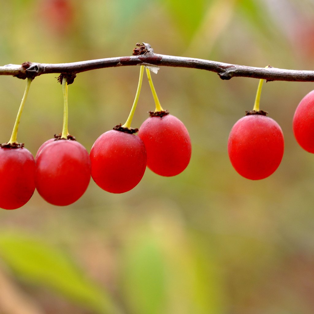 Обои ветка, природа, ягоды, плоды, боке, калина, branch, nature, berries, fruit, bokeh, kalina разрешение 2048x1360 Загрузить