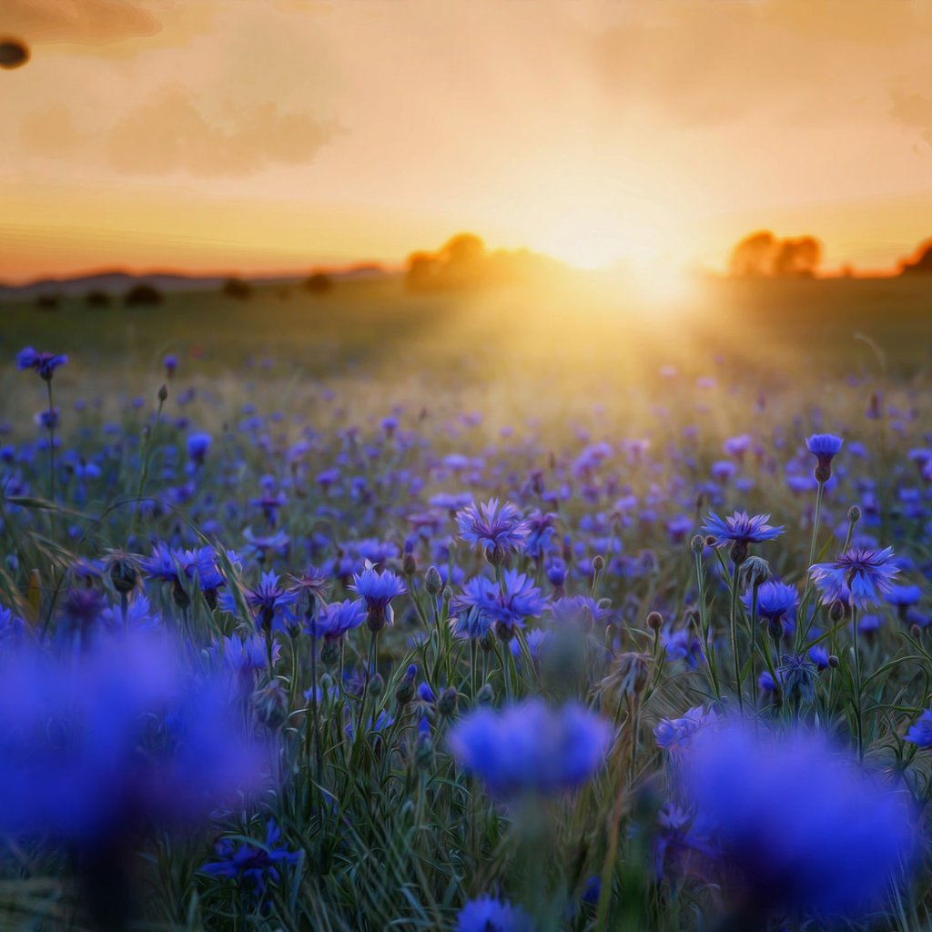 Обои цветы, трава, солнце, закат, утро, поле, синие, васильки, flowers, grass, the sun, sunset, morning, field, blue, cornflowers разрешение 2048x1093 Загрузить