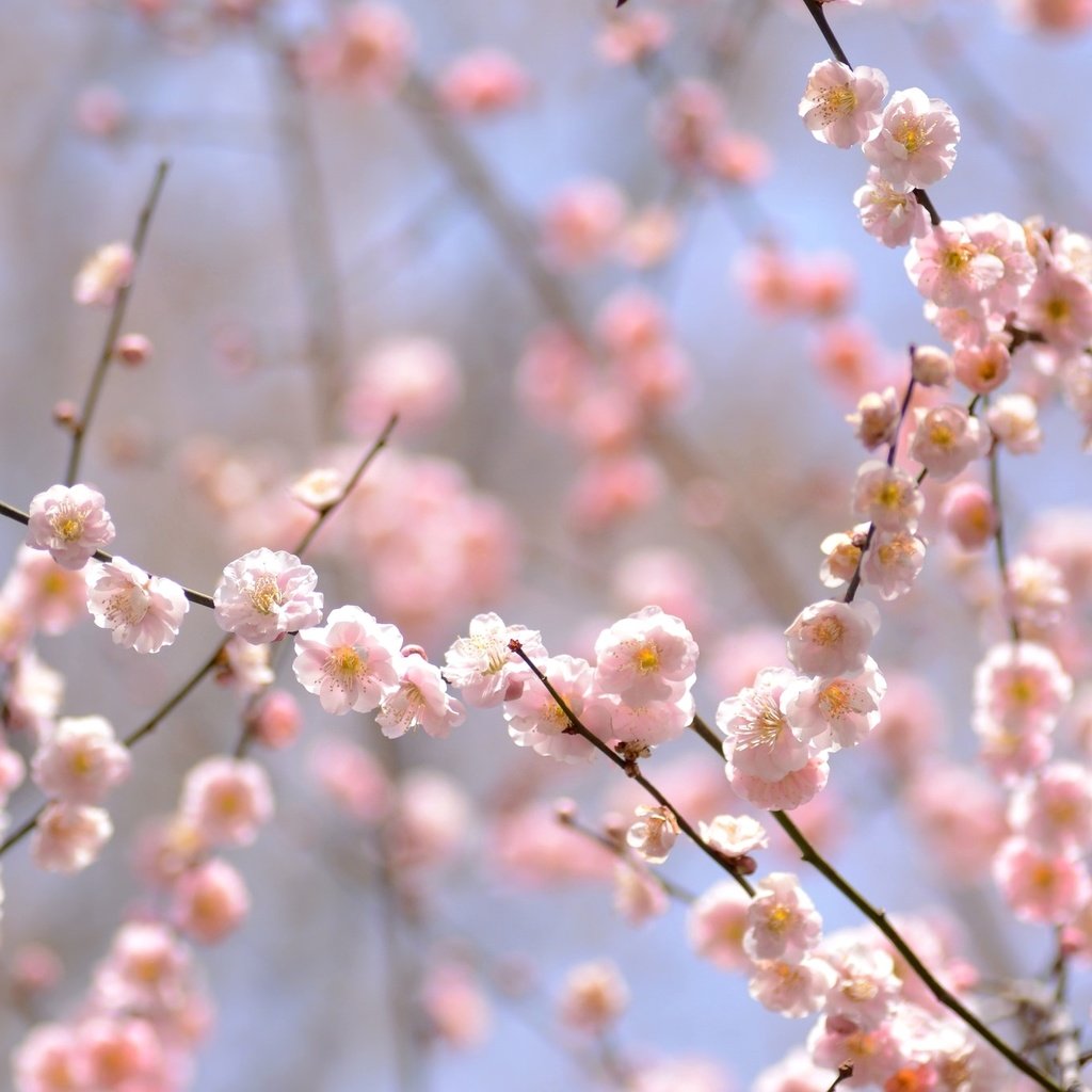 Обои цветение, ветки, весна, розовый, нежность, слива, flowering, branches, spring, pink, tenderness, drain разрешение 2048x1356 Загрузить